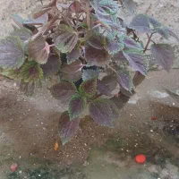 فروش گل یوسن یوسف