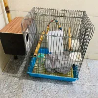 قفس پرنده