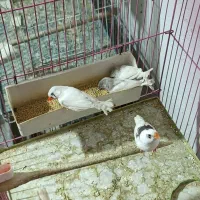 فنچ همراه با جوجه