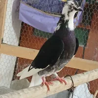 کبوتر نامبروان