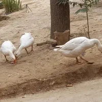 غاز|حیوانات مزرعه|زبرخان, |دیوار