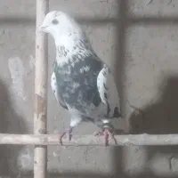کفترپرشی شکارشب