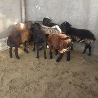 9راس بره نره سبک
