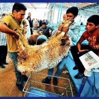 دام زنده*اقتصادی ارزان*رسید شرق تهران/تهرانپارس