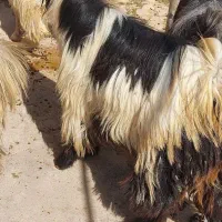 بز و بیگ|حیوانات مزرعه|اندیکا, |دیوار