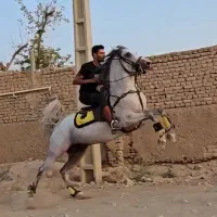 اسب اصیل کرد خالص