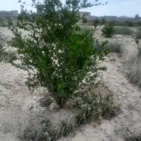 زمین-470-متری-دوبرمناسب-برای-سرمایه-گذاری