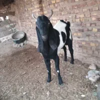 نربز دوسال با بهترین نژاد