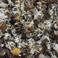 بابونه گاوی شیرین