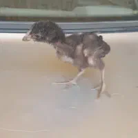 جوجه لاری
