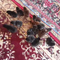 جوجه محلی
