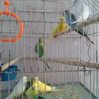 مرغ عشق