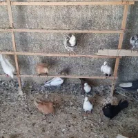 همه مدل کفتر همه سرحال