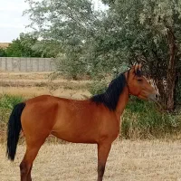 مادیان|اسب و تجهیزات اسبسواری|خمین, |دیوار