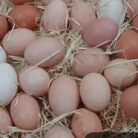 تخم مرغ لاری نطفه دار