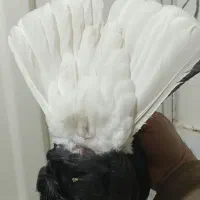 تعدادی دم سفید کبوتر گندم مخمل کربلایی