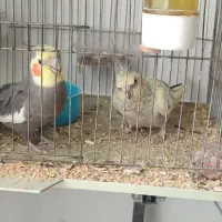 عروس هلندی