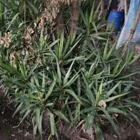 یوکا و سیکاس