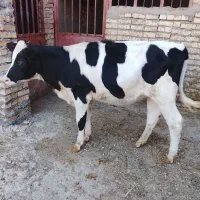 گوساله هلشتاین مونت جنس درجه یک گاو