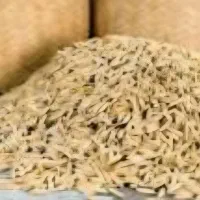 بذر شالی بینام برای کشت دو
