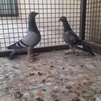 دوتا جوجه کبوتر