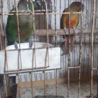 طوطی گرینچیک مولد وکبوتر