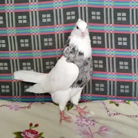 طوقی نر الماسی