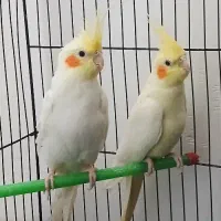 جفت عروس پاریس چشم شرابی مولد