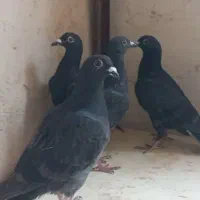 کفتر|پرنده|تربت جام, پاسداران|دیوار
