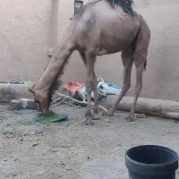 شترنربافق