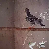 کبوتر مسافتی ماده اصیل اصیل
