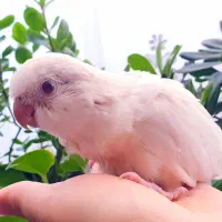راهب نرم خور .جوجه