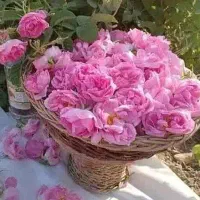 گل محمدی