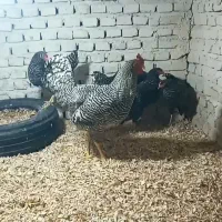 مرغ و خروس آمروک وارداتی