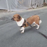 سگ پا کوتاه ماده برای جفتگیری