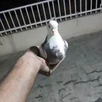 کبوتر
