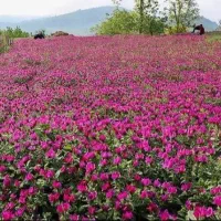 گل گاوزبان الموت