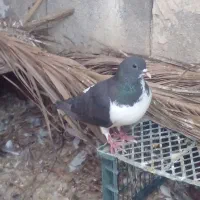 کفتر