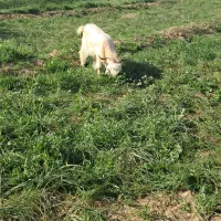 بز برای نگه داشتن