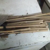 چوب نی