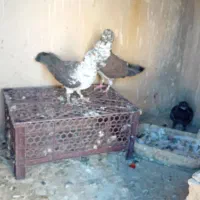 کبوترسینماش پرشی