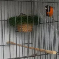 سیسکین قرمز نر جوان وتعدادی پرنده سهره سهره قناری