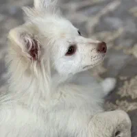 سگ ۶ماهه باهوش