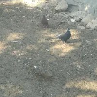 کبوتر معاوضه با غاز