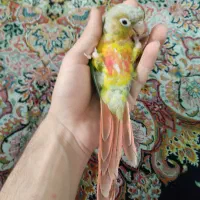 گرینچیک دستی (عجوبه) با قفس