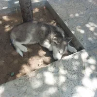 سگ هاسگی