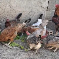 مرغ وخروس کردی