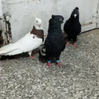 کبوتر
