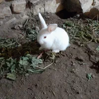 خرگوش