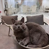 گربه نر فقط جهت جفت گیری